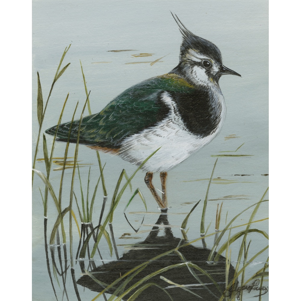 water-and-coastal-birds-paintings-lapwings-peewit-suzanne-perry-art-160