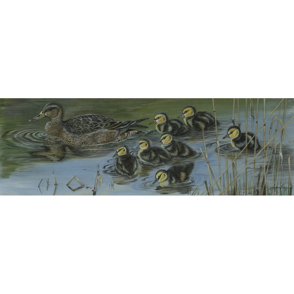 water-and-coastal-birds-paintings-mallards-wait-for-me-suzanne-perry-art-125