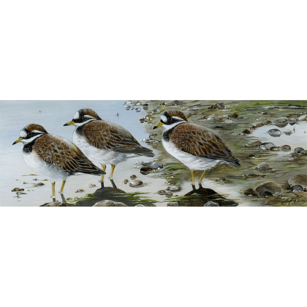 water-and-coastal-birds-paintings-ringed-plovers-suzanne-perry-art-116