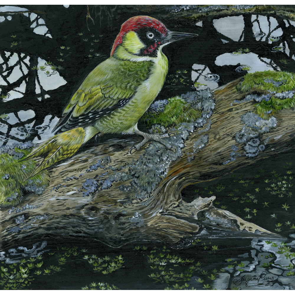woodland-birds-green-woodpecker-waters-_edge-suzanne-perry-art-286_409329142