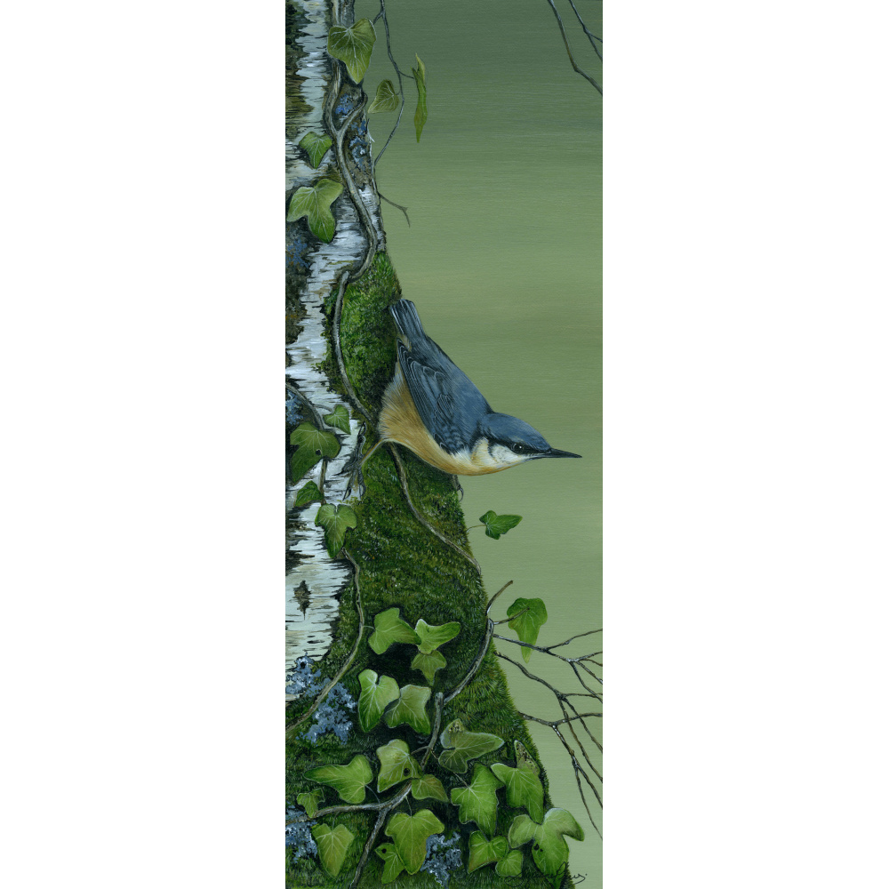 woodland-birds-nuthatch-paintings-mud-dabbler-suzanne-perry-art-273_1378032284