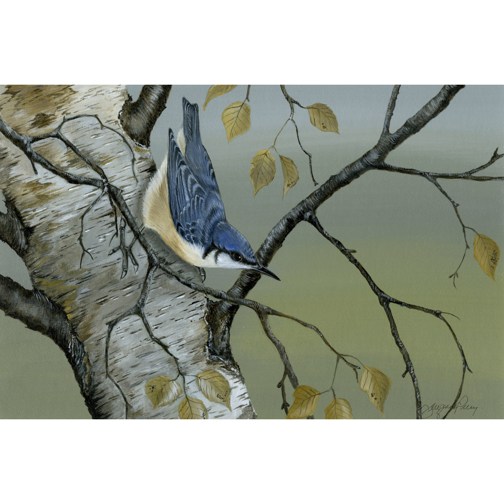 woodland-birds-nuthatch-spart-385-14x10