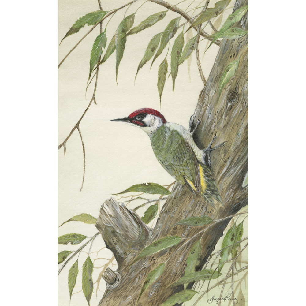 woodland-birds-paintings-green-woodpecker-suzanne-perry-art-140