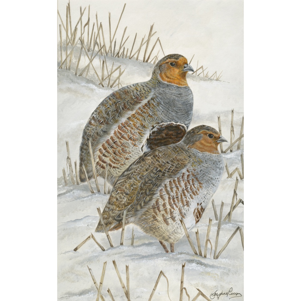 woodland-birds-paintings-grey-partridges-suzanne-perry-art-209