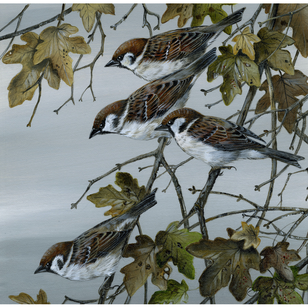 woodland-birds-paintings-host-of-tree-sparrows-suzanne-perry-art-277_1092120656