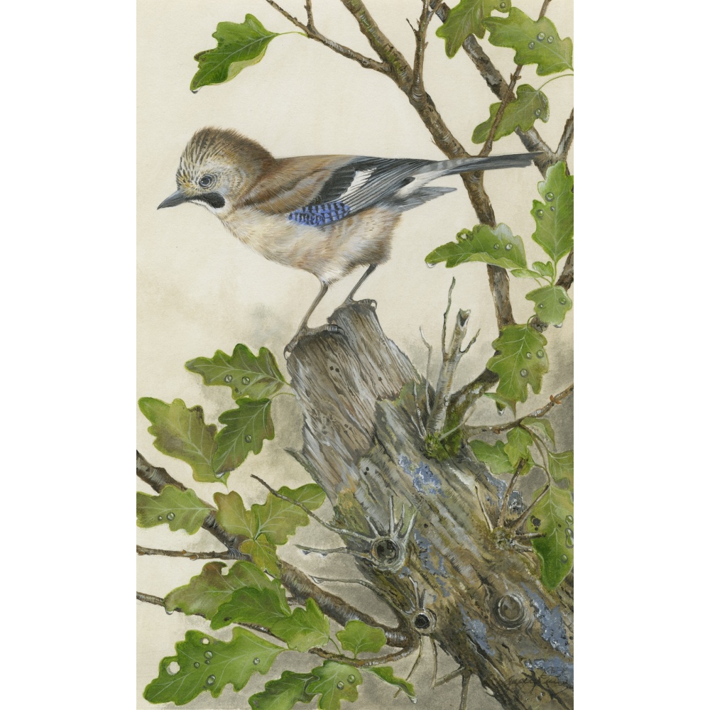 woodland-birds-paintings-jay-suzanne-perry-art-191