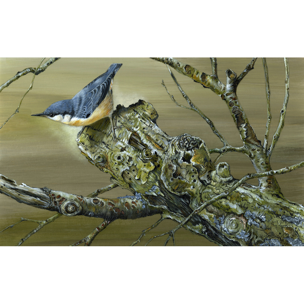 woodland-birds-paintings-nuthatch-_ancient-wood-suzanne-perry-art-285_website_only_1919945101