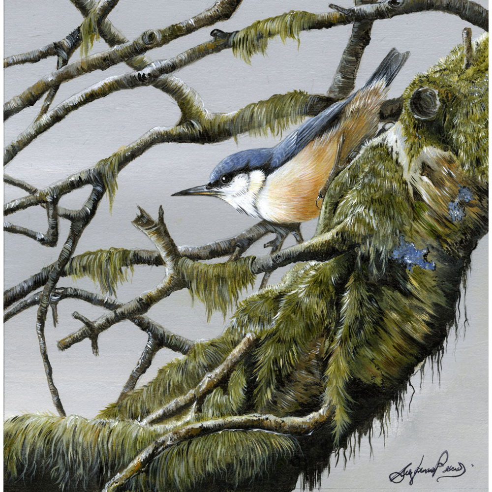 woodland-birds-paintings-nuthatch-hidden-gem-suzanne-perry-art-260-01539_1969897735