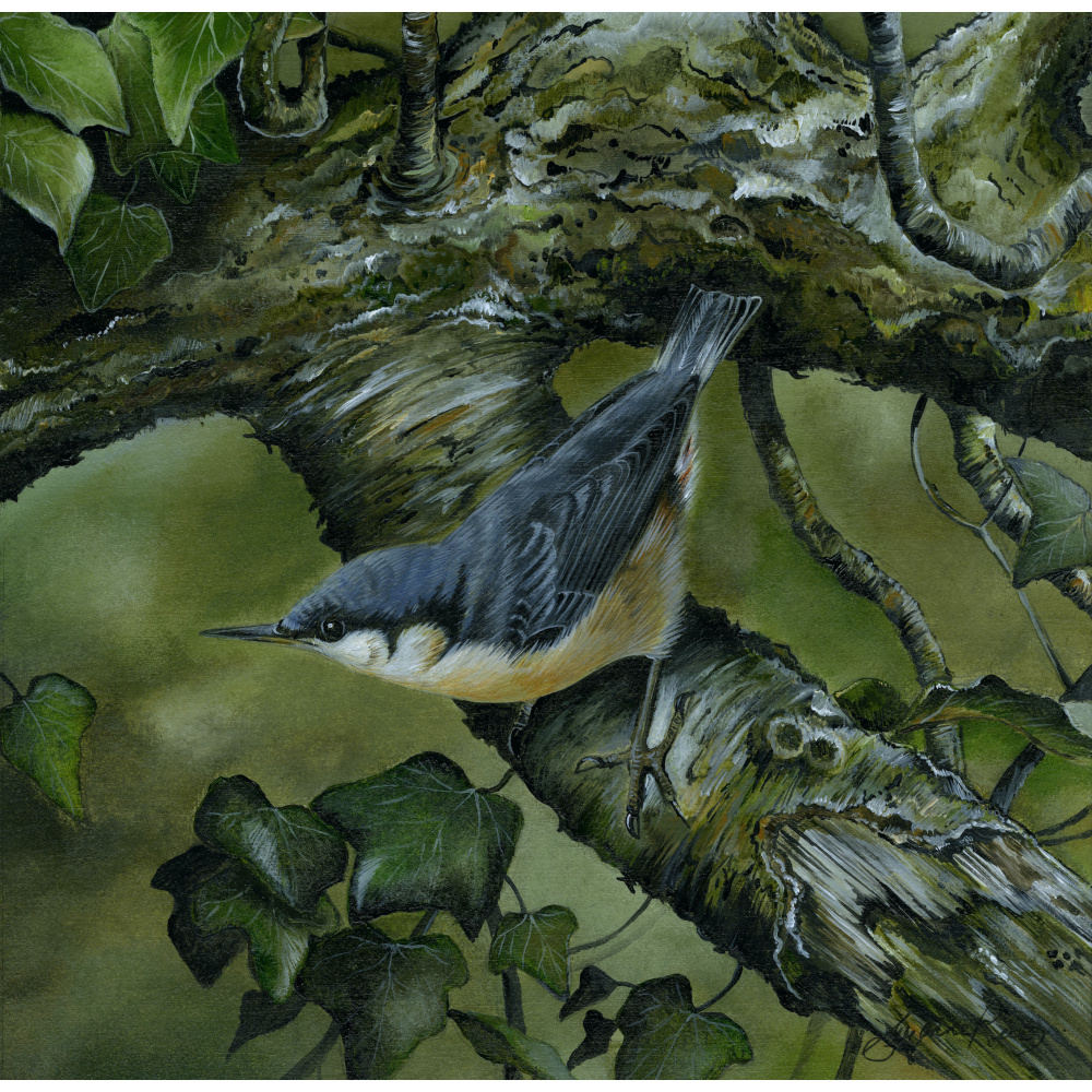 woodland-birds-paintings-nuthatch-homebird-suzanne-perry-art-278_2124680228
