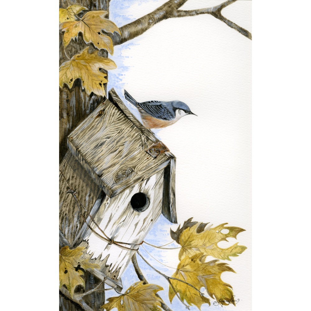 woodland-birds-paintings-nuthatch-house-hunting-suzanne-perry-art-056