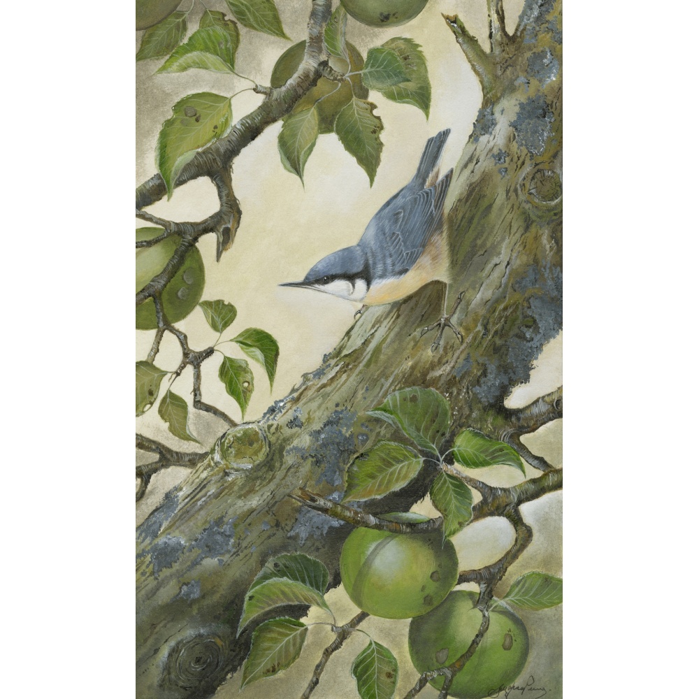woodland-birds-paintings-nuthatch-pippin-suzanne-perry-art-193