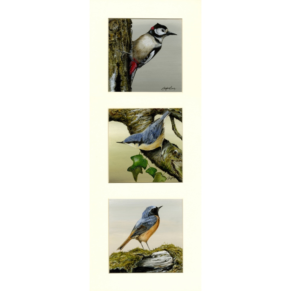 woodland-birds-paintings-nuthatch-woodpecker-redstart-suzanne-perry-art-227