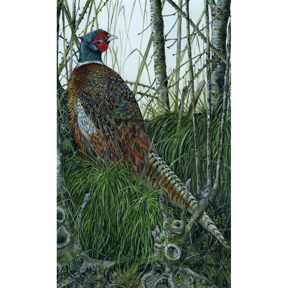 woodland-birds-paintings-pheasant-out-of-sight-suzanne-perry-art-283_780144195