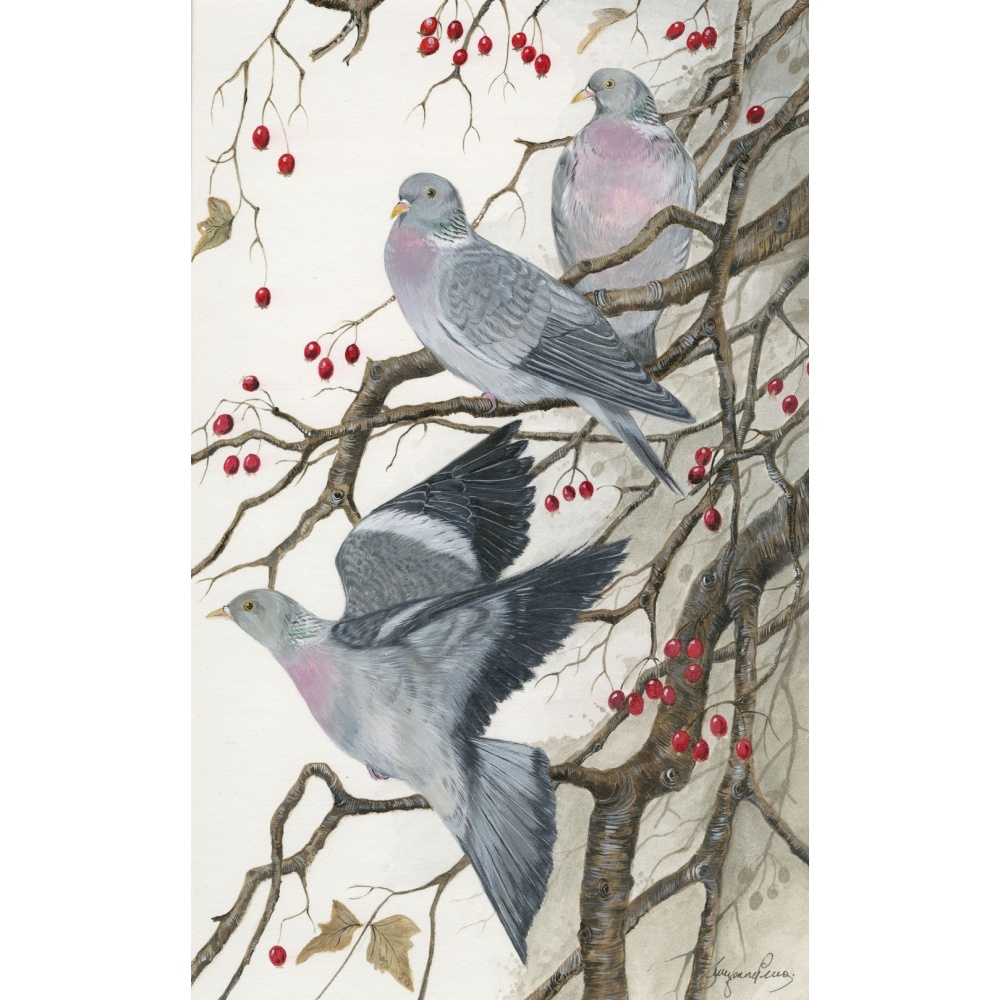 woodland-birds-paintings-pigeons-crop-full-of-berries-suzanne-perry-art-163