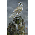 birds-fine-art-prints-barn-owl-alba-suzanne-perry-art-279