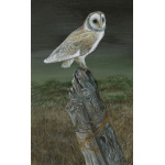 birds-fine-art-prints-barn-owl-hunting-ghost-suzanne-perry-art-164_2043252681
