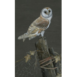 birds-fine-art-prints-barn-owl-midnight-suzanne-perry-art-097_884942190