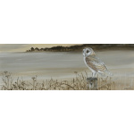 birds-fine-art-prints-barn-owl-misty-morning-suzanne-perry-art-159