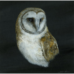 birds-fine-art-prints-barn-owl-s-p-art-356_1150253980
