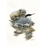 birds-fine-art-prints-common-tern-star-tern-suzanne-perry-art-050b