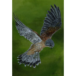 birds-fine-art-prints-kestrel-in-flight-windhover-suzanne-perry-atrt-302_1906087369