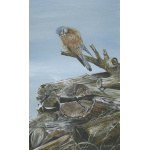 birds-fine-art-prints-kestrel-kes-suzanne-perry-art-150_304233068