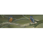 birds-fine-art-prints-kingfisher-branching-out-suzanne-perry-art-167