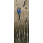 birds-fine-art-prints-kingfisher-twilight-suzanne-perry-art-119_1186061228