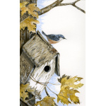 birds-fine-art-prints-nuthatch-house-hunting-suzanne-perry-art-056
