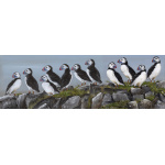 birds-fine-art-prints-puffins-clowns-of-the-coast-suzanne-perry-265art
