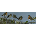birds-fine-art-prints-robins-on-fence-350-suzanne-perry-art