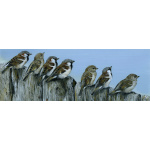 birds-fine-art-prints-sparrows-on-the-fence-suzanne-perry-art-287