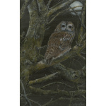birds-fine-art-prints-tawny-owl-lunar-suzanne-perry-art-207