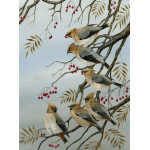 birds-fine-art-prints-waxwings-bohemian-rhapsody-suzanne-perry-art-250