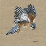 birds-kestrel-canvas_website_1387714992