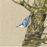 birds-nuthatch-canvas_website_821838969