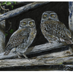 birds-of-prey-little-owl-two-hoots-suzanne-perry-art-295_1883585726