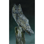 birds-of-prey-long-eared-owl-whisper-spart-358a_1173386524