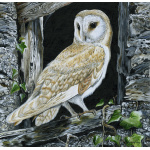 birds-of-prey-paintings-barn-owl-cobweb-suzanne-perry-art-294_777875544