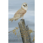 birds-of-prey-paintings-barn-owl-silent-watcher-suzanne-perry-art-132