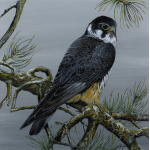 birds-of-prey-paintings-hobby-subbuteo-suzanne-perry-art-263_1879535428
