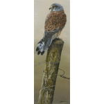 birds-of-prey-paintings-kestrel-rowan-suzanne-perry-art-222