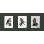 birds-of-prey-paintings-kestrels-resting-suzanne-perry-art-057_467376653