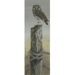birds-of-prey-paintings-little-owl-early-bird-suzanne-perry-152