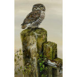birds-of-prey-paintings-little-owl-hazel-suzanne-perry-art-225_1781737718