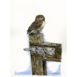 birds-of-prey-paintings-little-owl-suzanne-perry-art-040_1747786984