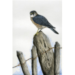 birds-of-prey-paintings-merlin-suzanne-perry-art-005_1390938966