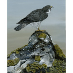 birds-of-prey-paintings-peregrine-falcon-majestic-falcon-suzanne-perry-art-254_158111716