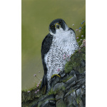 birds-of-prey-paintings-peregrine-falcon-marina-suzanne-perry_for_website-art_30401842