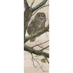 birds-of-prey-paintings-tawny-owl-at-dusk-suzanne-perry-art-144